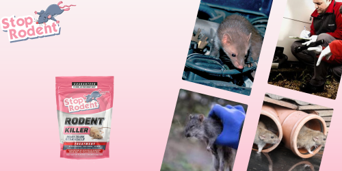 Peamised ettevaatusabinõud närilistevastase toote Surm rottidele kasutamisel
