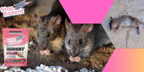 Surm rottidele : närilistevastaste toodete kohta kehtivate eeskirjade mõistmine